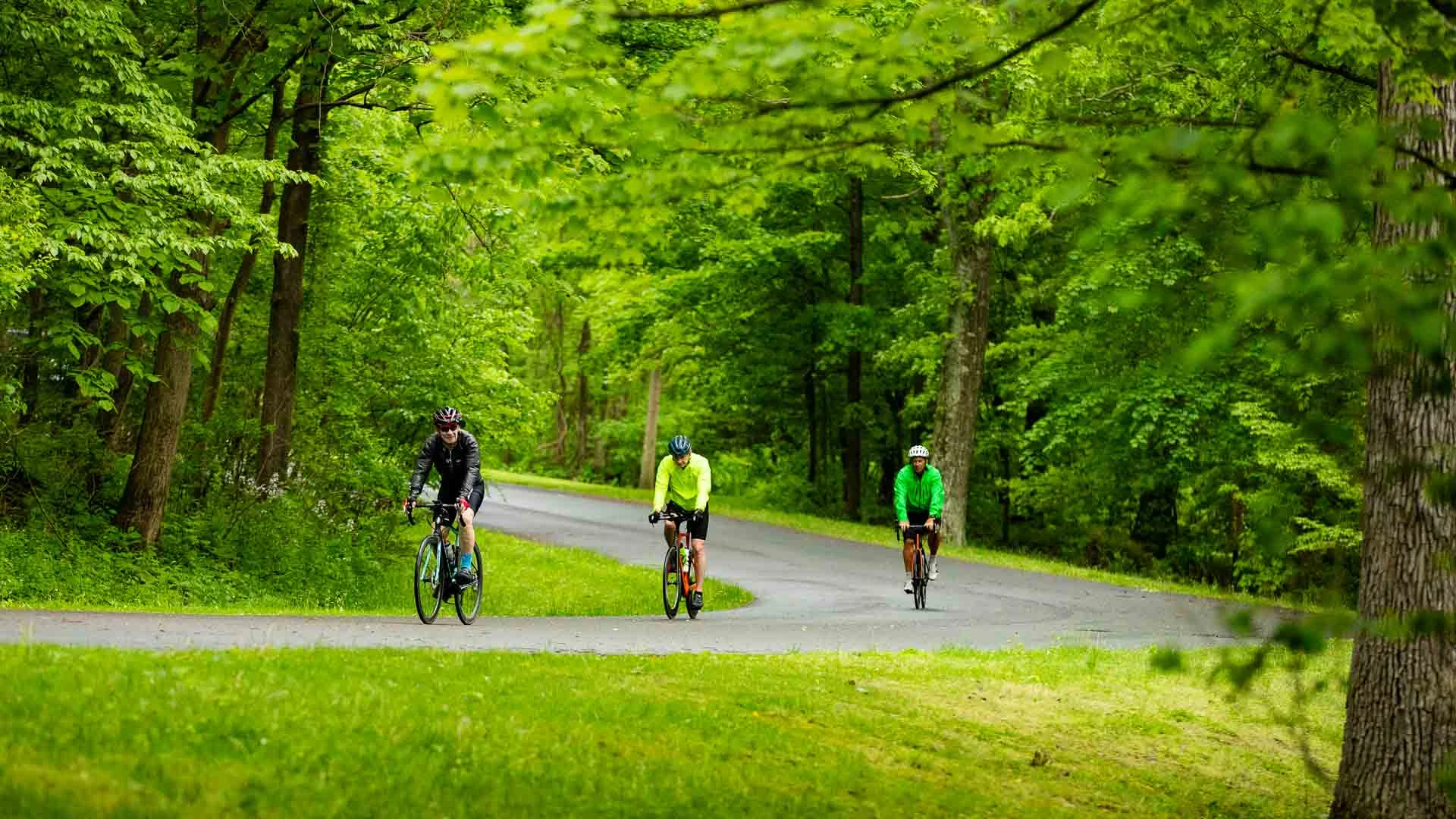 Three road cyclists riding together on a green wooded road